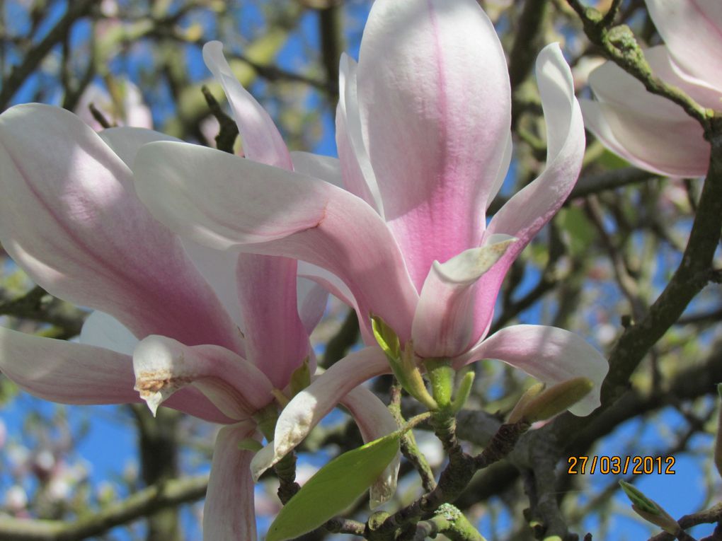 Album - photos-de-fleurs