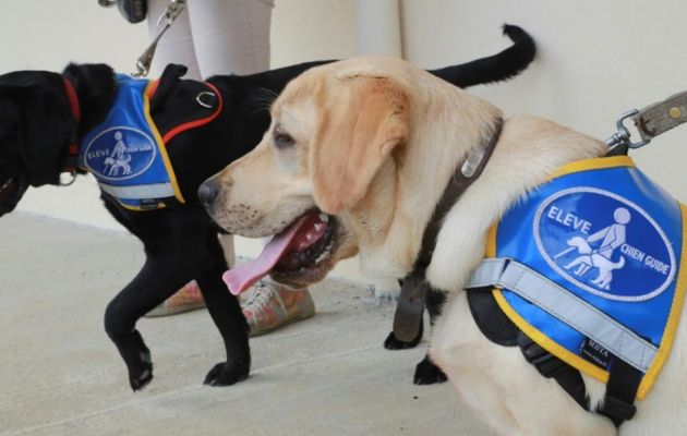 Handicap : Une campagne pour plus de chiens d'aide à la personne
