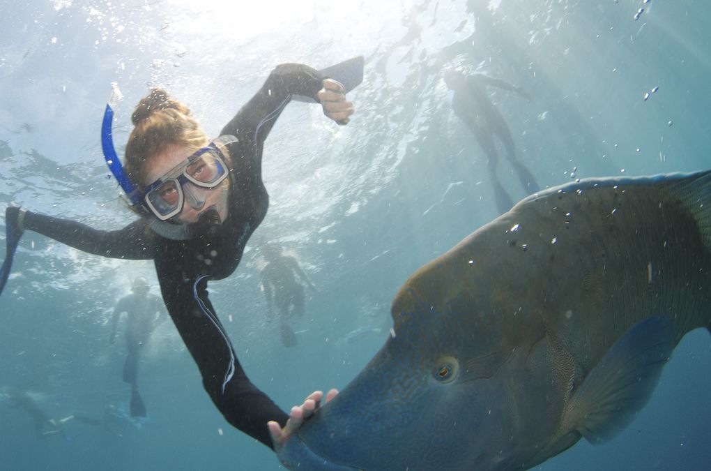 Dans le climat tropical du Queensland