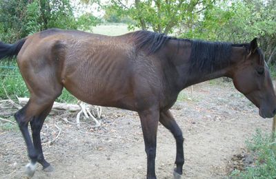 Cheval maigrit trop vite