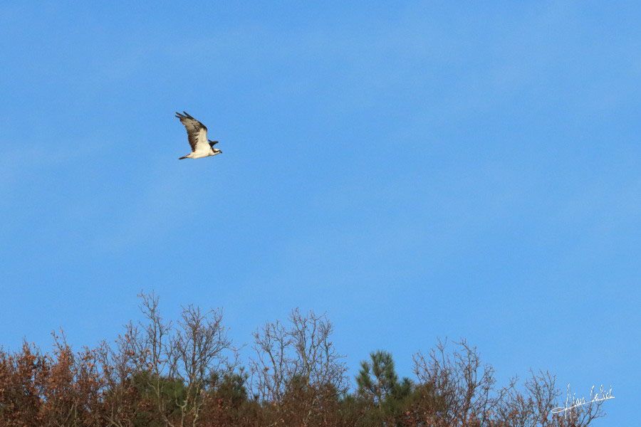 Balbuzard pécheur à Ondres et au marais d'Orx