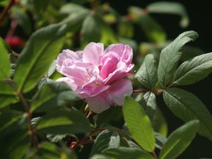 2e photo ma 1ère rose fleurie de l'année