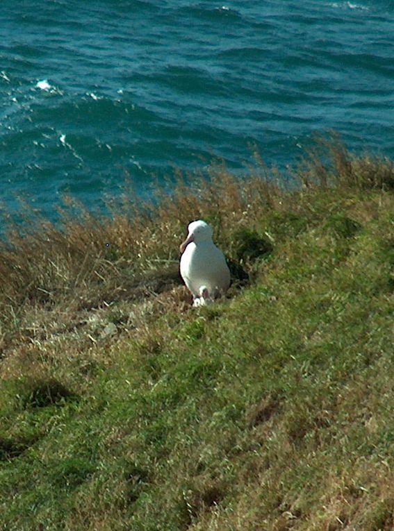 Album - 13-Otago-Peninsula-Catlins