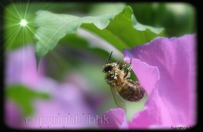 Une abeille dans mes hibiscus,