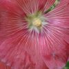 Le "Rose" aux joues