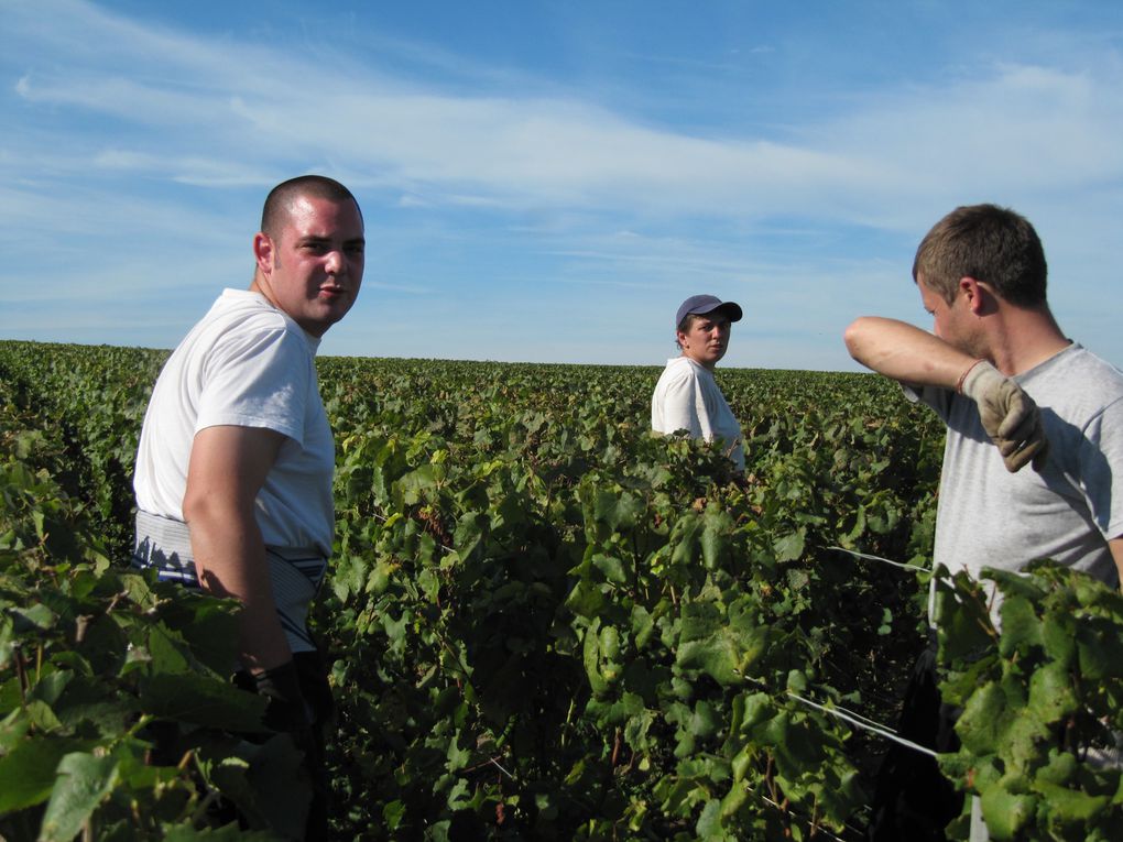 Quelques vues de ces belles vendanges 2010.