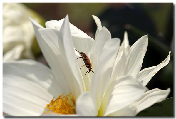 Album - oiseaux / insectes