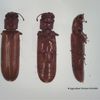 insectes xylophages : le lycte brun ( ou lyctus brunneus)