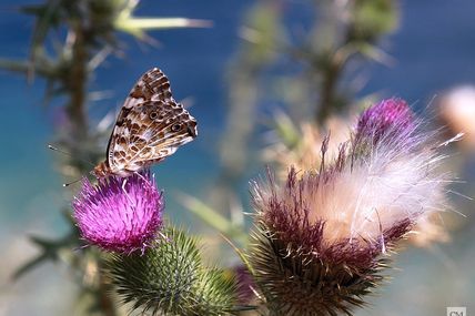 Papillon en vacances