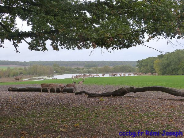 Parc animalier de Sainte-Croix, escapade en Moselle (Camping-car-club-Beauce-Gâtinais)