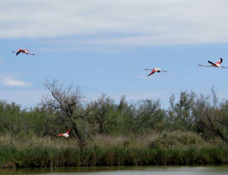 Album de 35 photos : 25 avril 2024 : Visite guidée du parc ornithologique de Pont-de-Gau