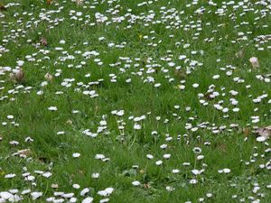 Bellis annua-pâquerette annuelle