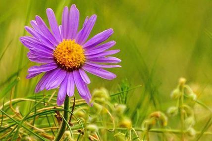 Aster des Causses (Aster alpinus var. Cebennensis).