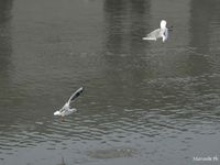 Les mouettes alsaciennes