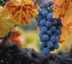 #Zinfandel Producers Sierra Foothills Vineyards California P3 