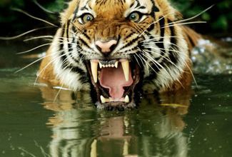 Le temps me poursuit comme un tigre