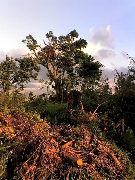 maisons détruites, champs de bananes dévastés, arbres déracinés...