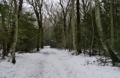 La neige s'invite sur la forêt sacrée de la Sainte-Baume