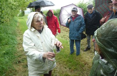 Sortie botanique du 1er mai à Sidiailles avec Châteaumeillant Nature