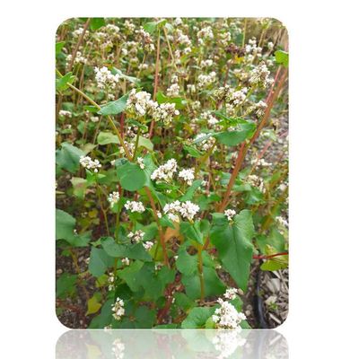 A quoi ressemble le sarrasin ?