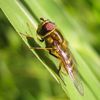 Syrphus torvus, femelle