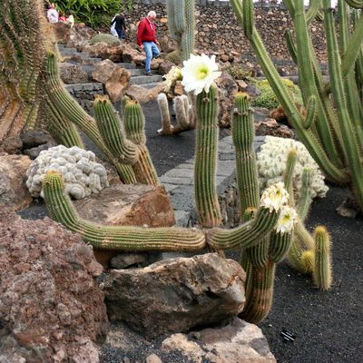 Echinopsis Spachiana, jardin de cactus (Lanzarote, Canaries)