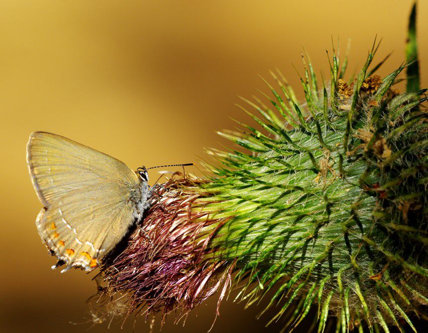 Album - Macro-Papillons