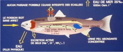 L'urée dans le sang