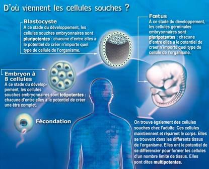 Cellules souches & nanotechnologie