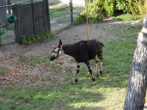 Zoo de Beauval en camping-car (Voyages en camping-car)