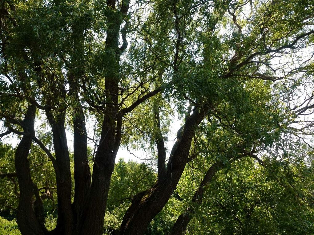 Jardin Botanique