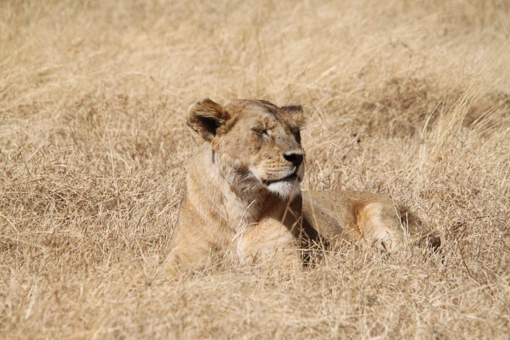 Album - 7.2 Ngorongoro