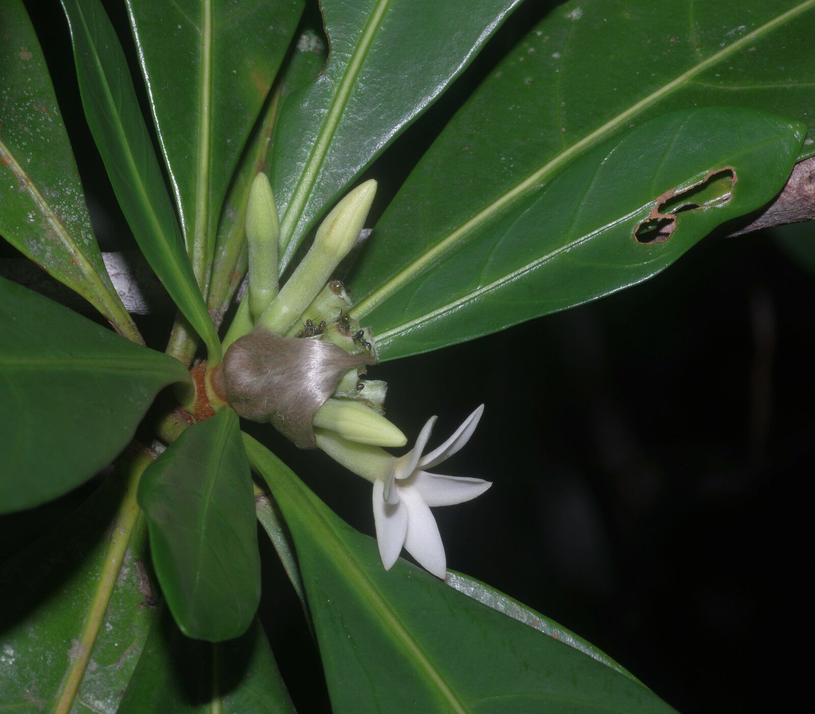Duroia longiflora (à confirmer)