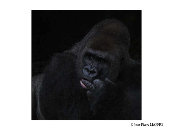 Le Gorille des plaines de l’Ouest est un primate qui vit dans les forêts tropicales humides et les zones marécageuses du côté atlantique de l’Afrique centrale. Il est le plus volumineux de la famille des grands singes.