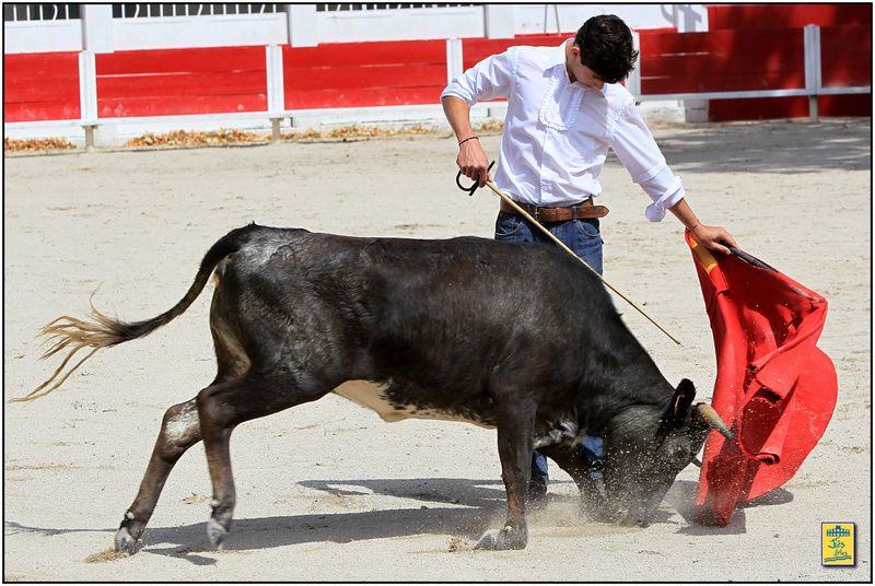 Arènes de Fontvieille dimanche 9 juin 2013-Tienta du CTPR Los Molinos avec 4 vaches des Héritiers e François André pour Moreito de Nîmes, David Lombardo, Mehdi Savalli et Daniel Soto.