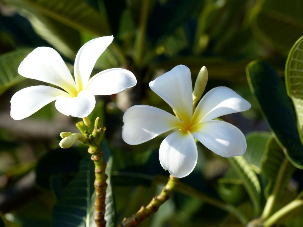 Fleurs du jour (23-26)