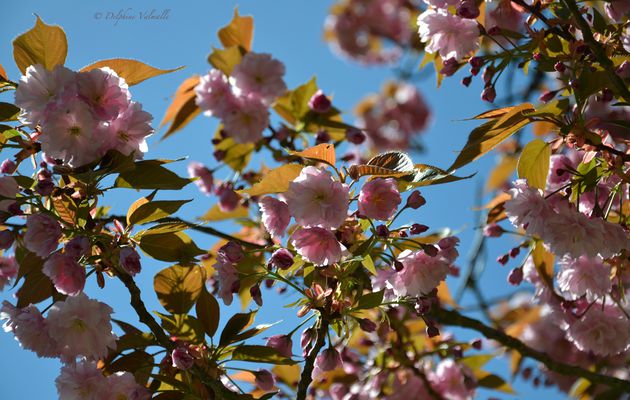 C'est le printemps... 