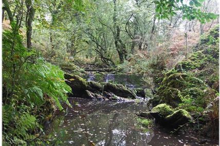 Apres l'iode , la verdure