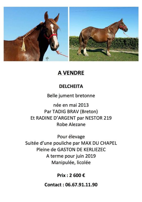 Les chevaux D'Hervé Conan à la vente.