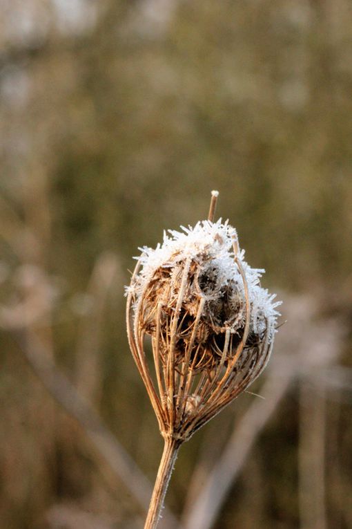 Album - givre-2013