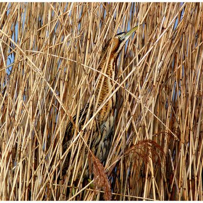 On dit qu'il se "végétalise"...