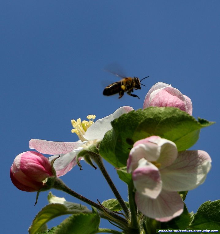 Pommier-en-fleurs-et-abeilles