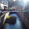 La Navidad en Colmar