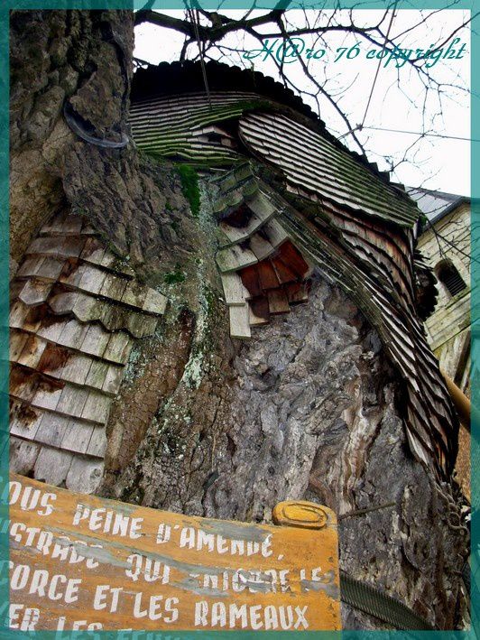 Allouville Bellefosse, situé en oays Cauchois(76) abrite un chêne millénaire ...