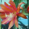 Epiphyllum Kona Coast