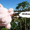 La grippe du cochon en Nouvelle-Calédonie : la photo !!!