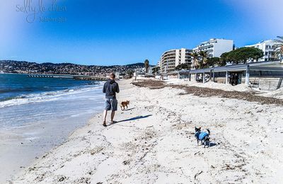 ♥ Pause déjeuner ♥ JOURNAL INTIME D'UN CHIHUAHUA. 