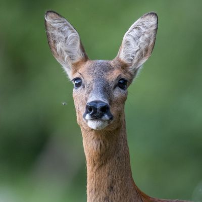 Diaporama " Dans l'intimité des chevreuils"