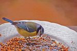 Bon appétit jolie mésange !