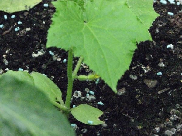 8 juin - Ce matin j'ai la motiv enfin pour faire le ménage et couper les nombreuses branches supperflues des tomates ..
Enfin je tue des limaces et protege chaque pied de légume avec de la pierre de lave et balance des granulés anti-limaces !